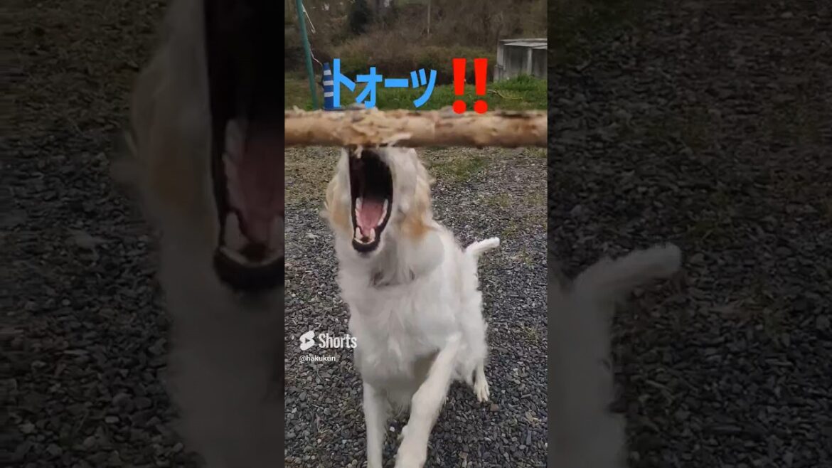 ジャンプするボルゾイ🐶🎵😄　Jumping Borzoi
