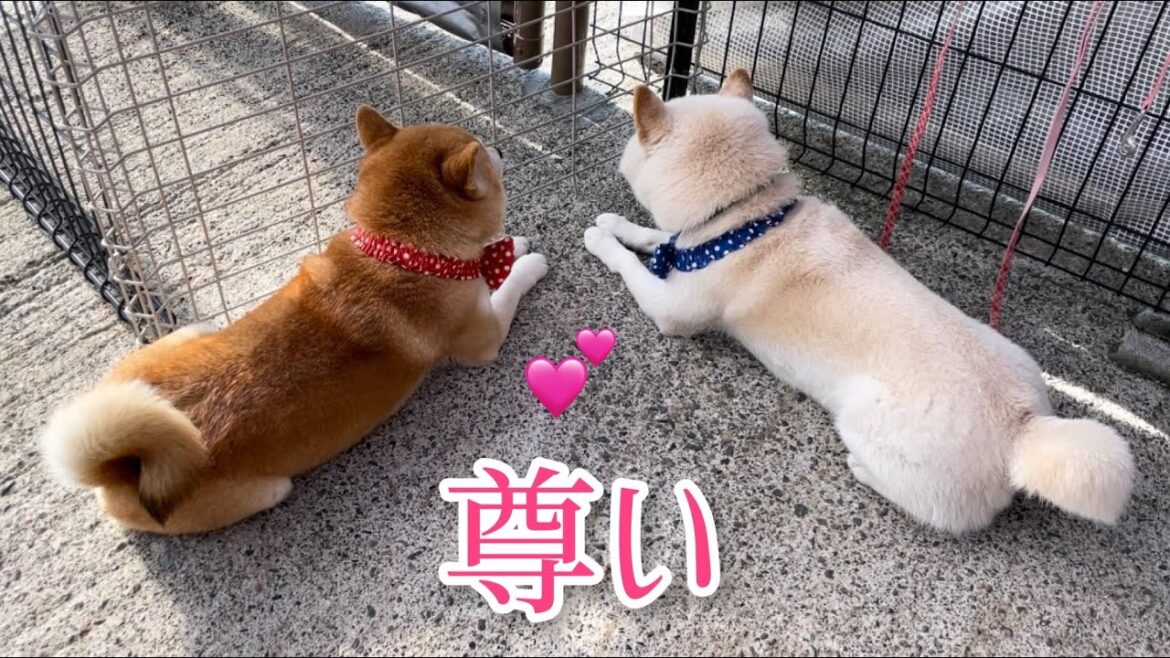 毎日そこら中に柴犬落ちてて尊いw