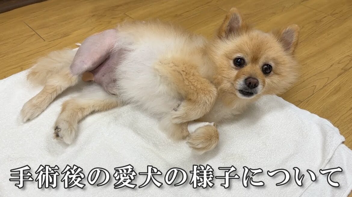 【経過報告】手術後の愛犬の様子について