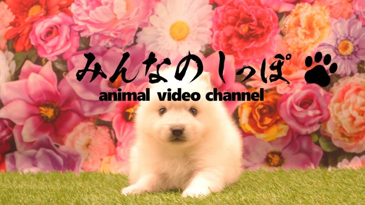 みんなのしっぽ#25子犬動画【日本スピッツ】（ Best Dog Videos - Japanese Spitz ）