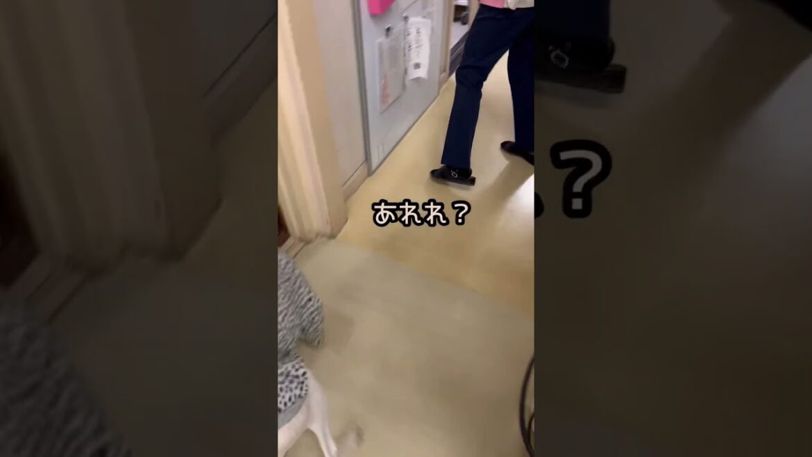 大好きな看護師さんに会いに行くゾ〜！！#ダルメシアン #shorts #大型犬