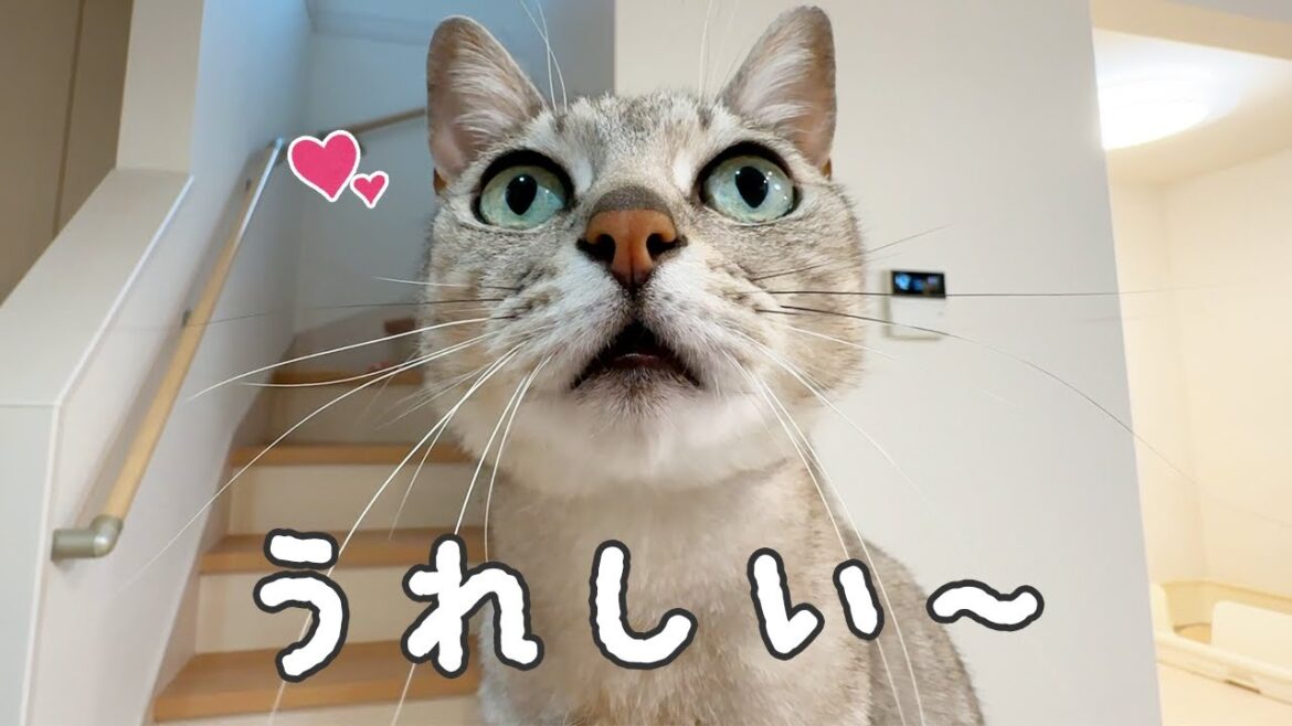 家事が終わるだけでも鳴いて喜んでくれる猫たち 家事が終わるだけでも鳴いて喜んでくれる猫たち