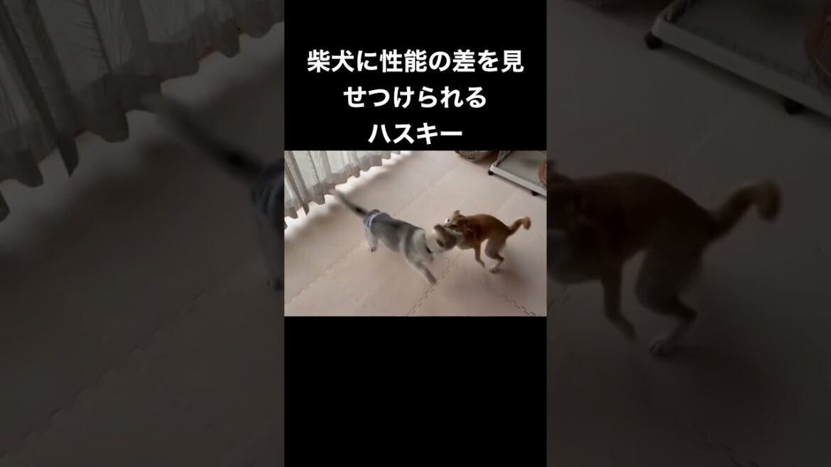 柴犬に性能の差を見せつけられるシベリアンハスキーの子犬 #shorts