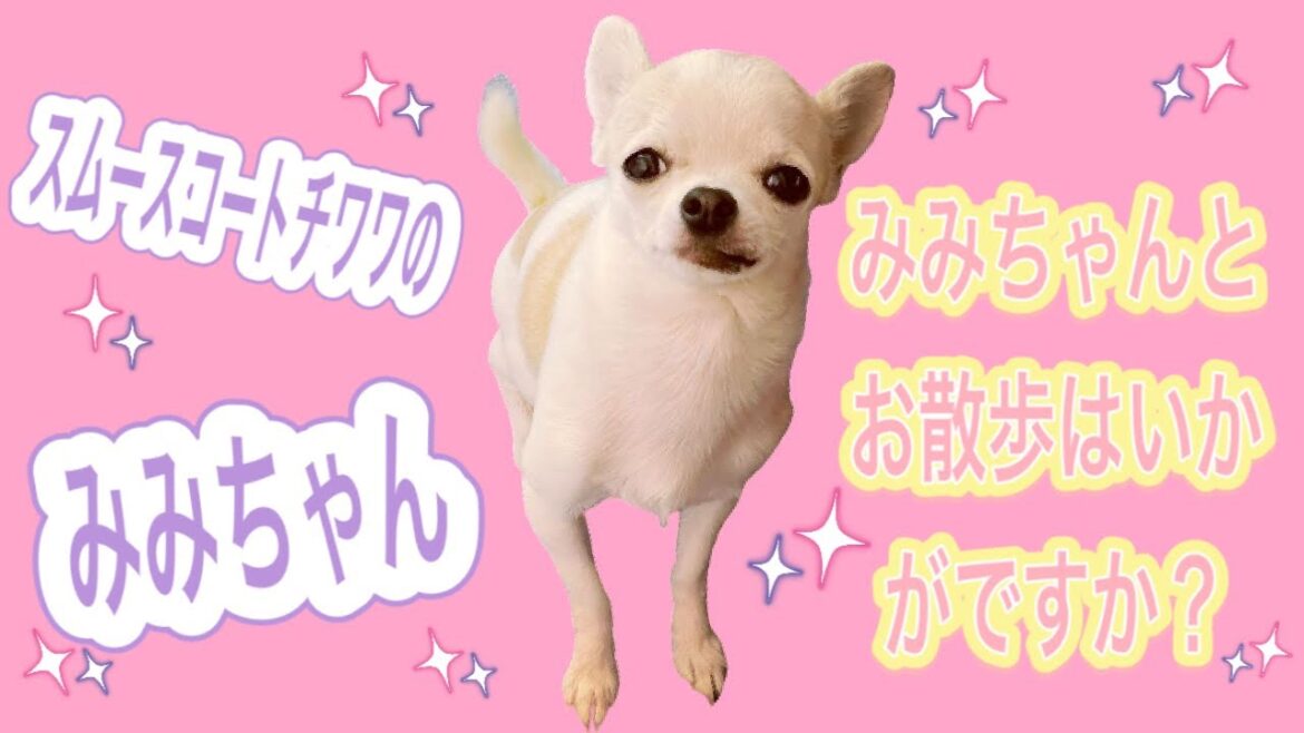 スムースコートチワワのみみちゃん/お散歩