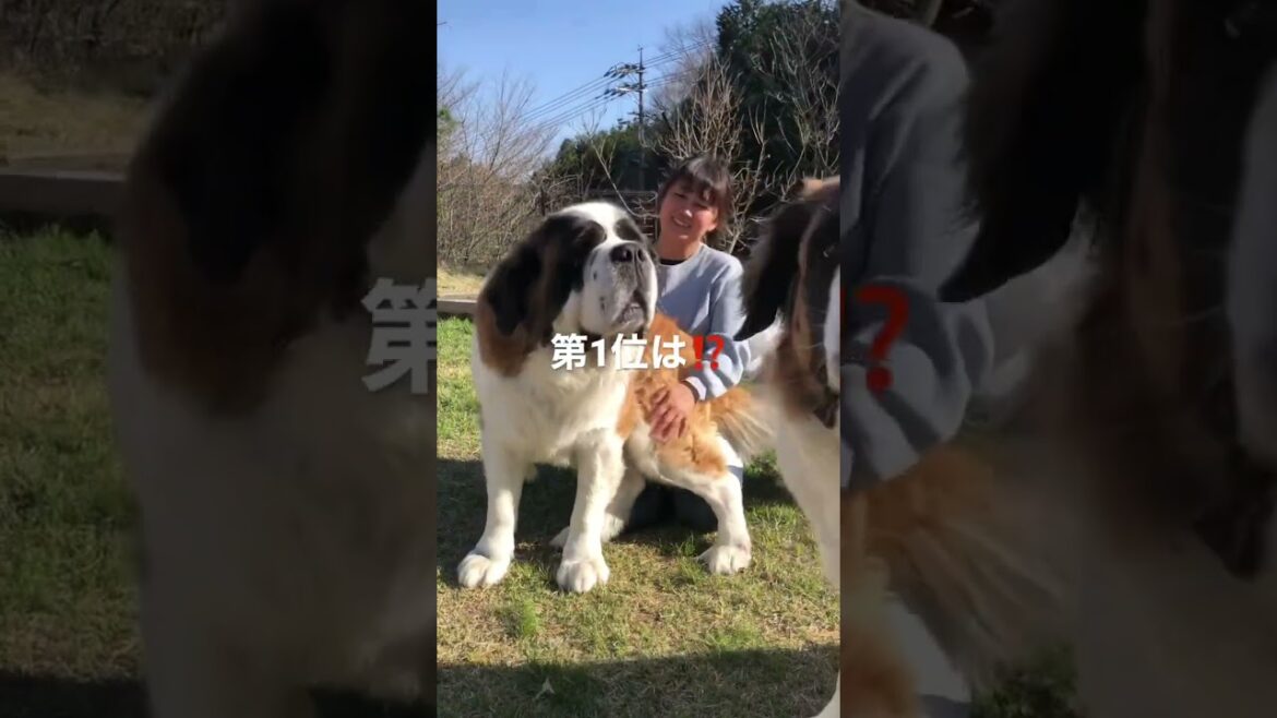 ムツゴロウさん夢をありがとう！幼い頃に見たムツゴロウ王国にいたセントバーナードボスとムツゴロウさん、 憧れでした❗️ #saintbernard #超大型犬 #セントバーナード #dog