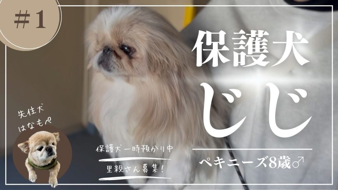 【#1】保護犬ペキニーズが家にやってきた！初日の様子を公開(自然音のみ)