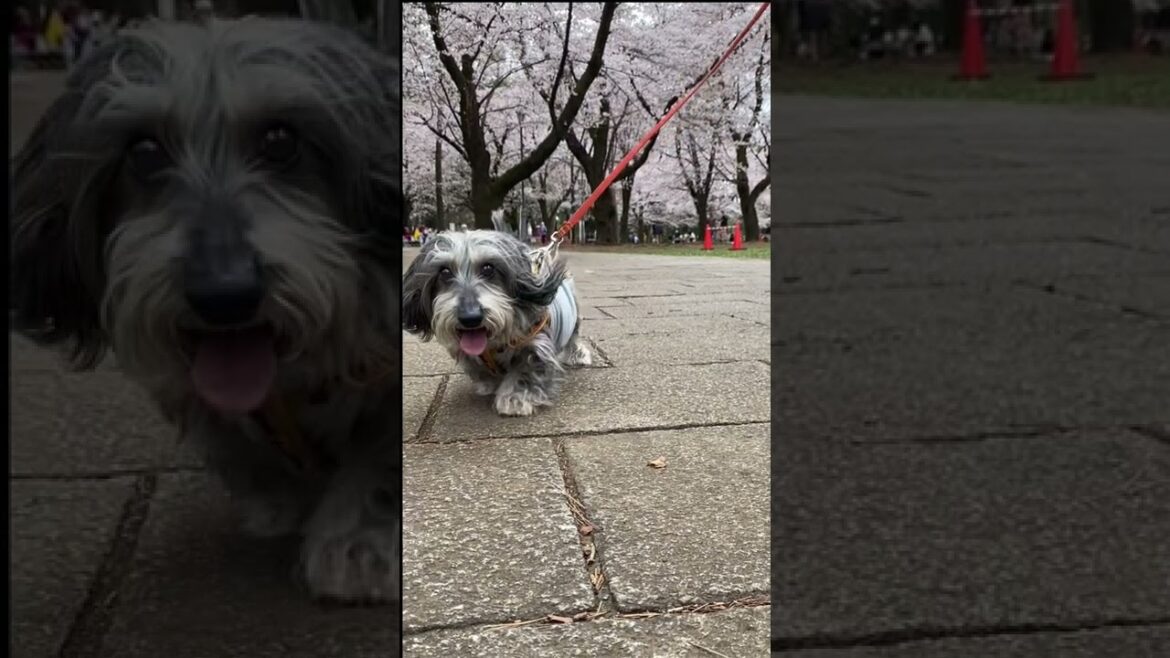 楽しそうに走る犬【ミニチュアダックスワイヤー】