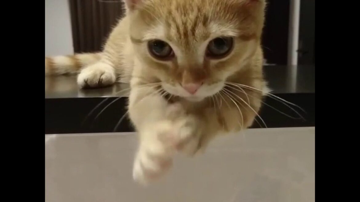 マンチカンの子猫ちゃんのおねだりに、心乱される……😚【PECO TV】 マンチカンの子猫ちゃんのおねだりに、心乱される……😚【PECO TV】