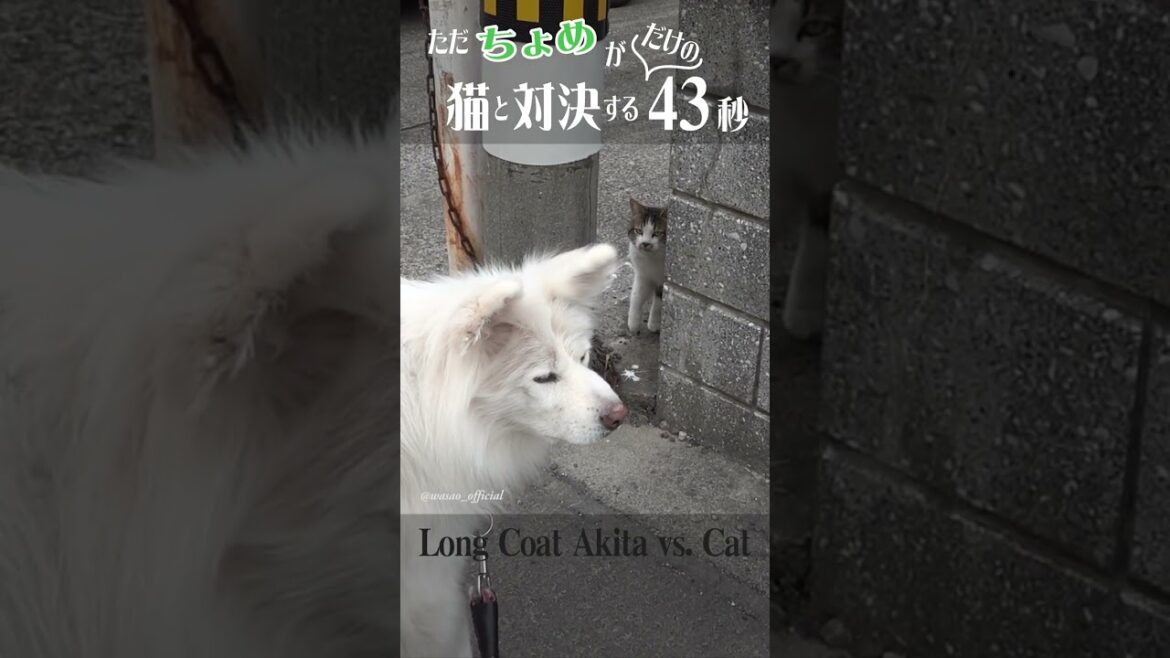 【公式】長毛秋田犬 対 猫 - 2023.04.05 撮影 #wasao_official