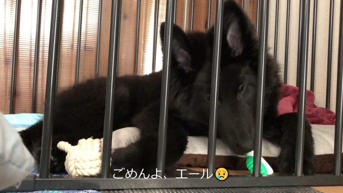 【7日目】年齢に合っていないおもちゃで遊ばせただって😒？おなか壊したらどーするのさ！しっかりしてくれよな😣渡されたらなんだって口に入れちゃうぞ！(笑)