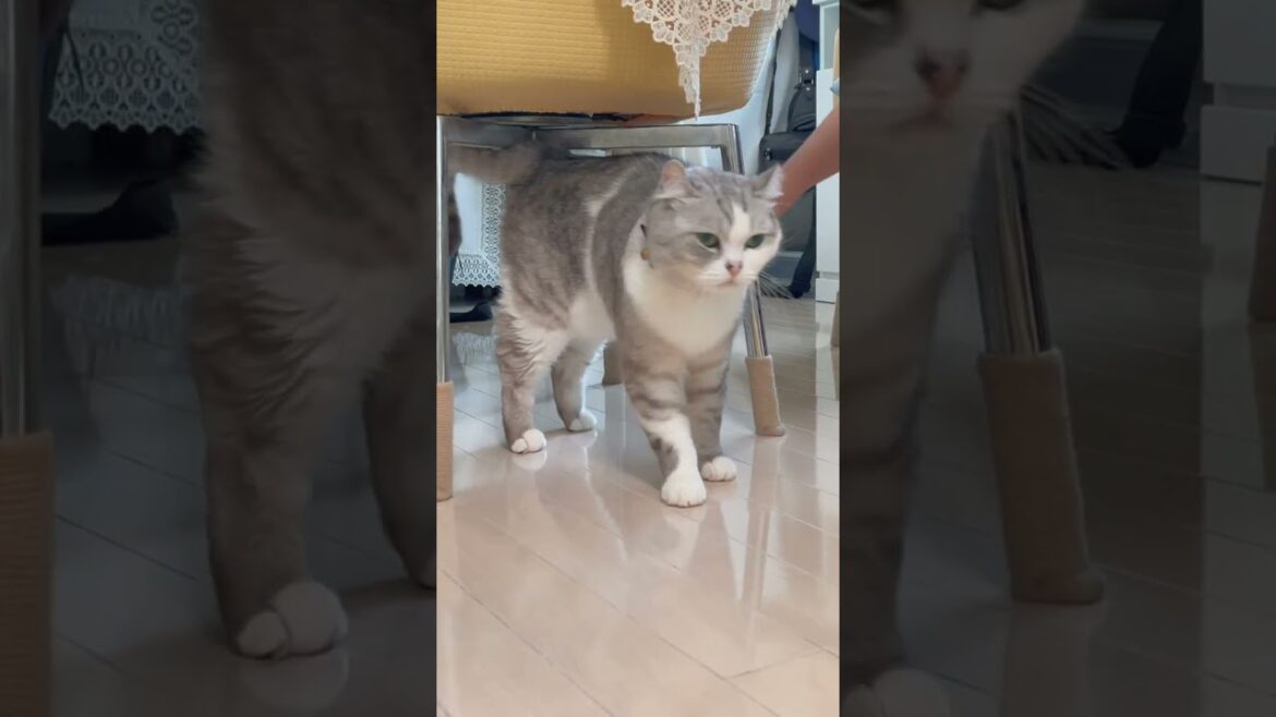 次男が触ると絶対に怒る兄猫#shorts 次男が触ると絶対に怒る兄猫#shorts