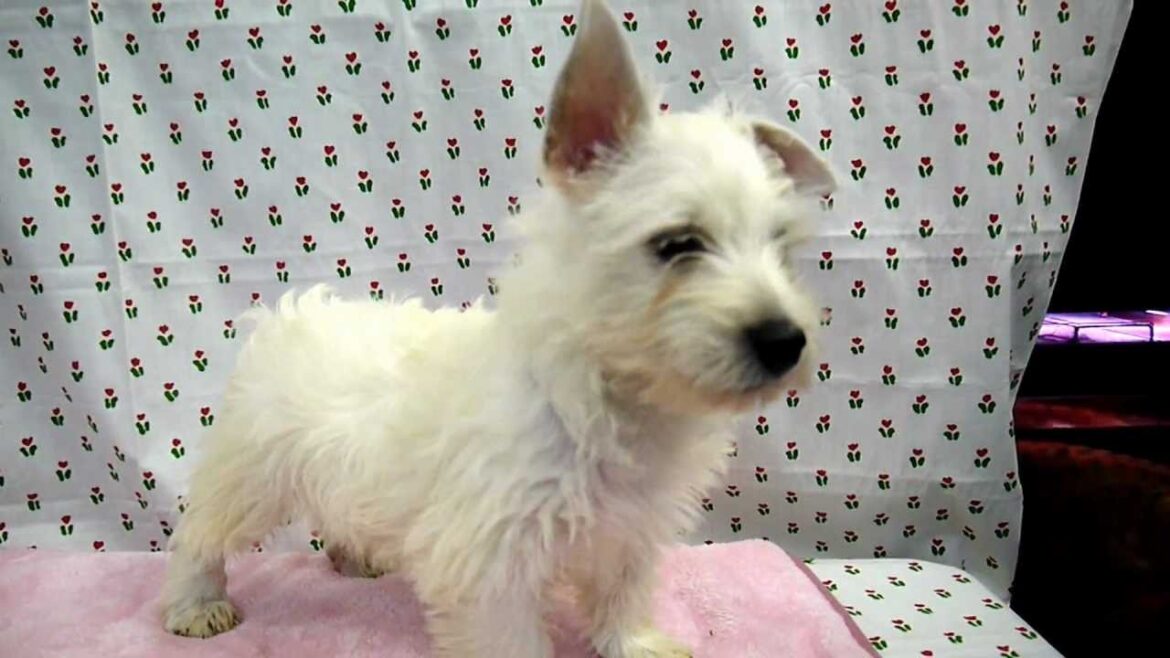 ウエストハイランドホワイトテリア、ウエスティのブリーダー子犬