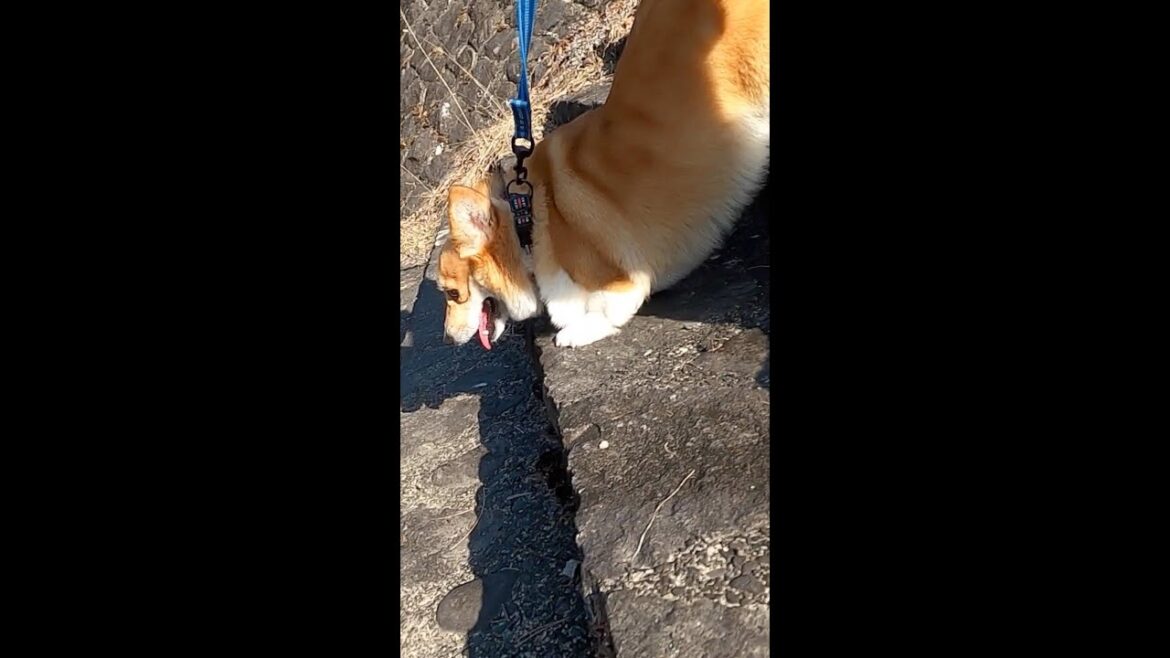 駆け下りるコーギー / corgi running down #shorts
