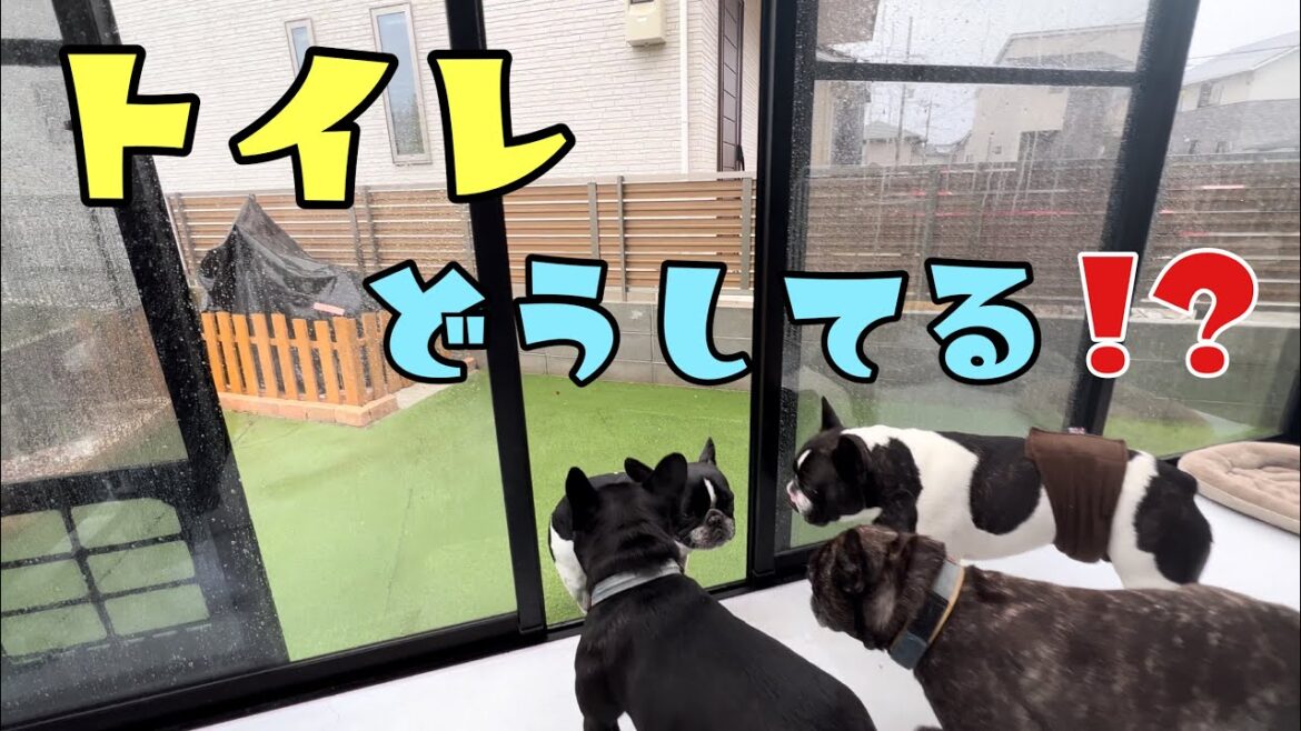 大雨の日のメンズ6頭トイレ事情【フレンチブルドック多頭飼い】