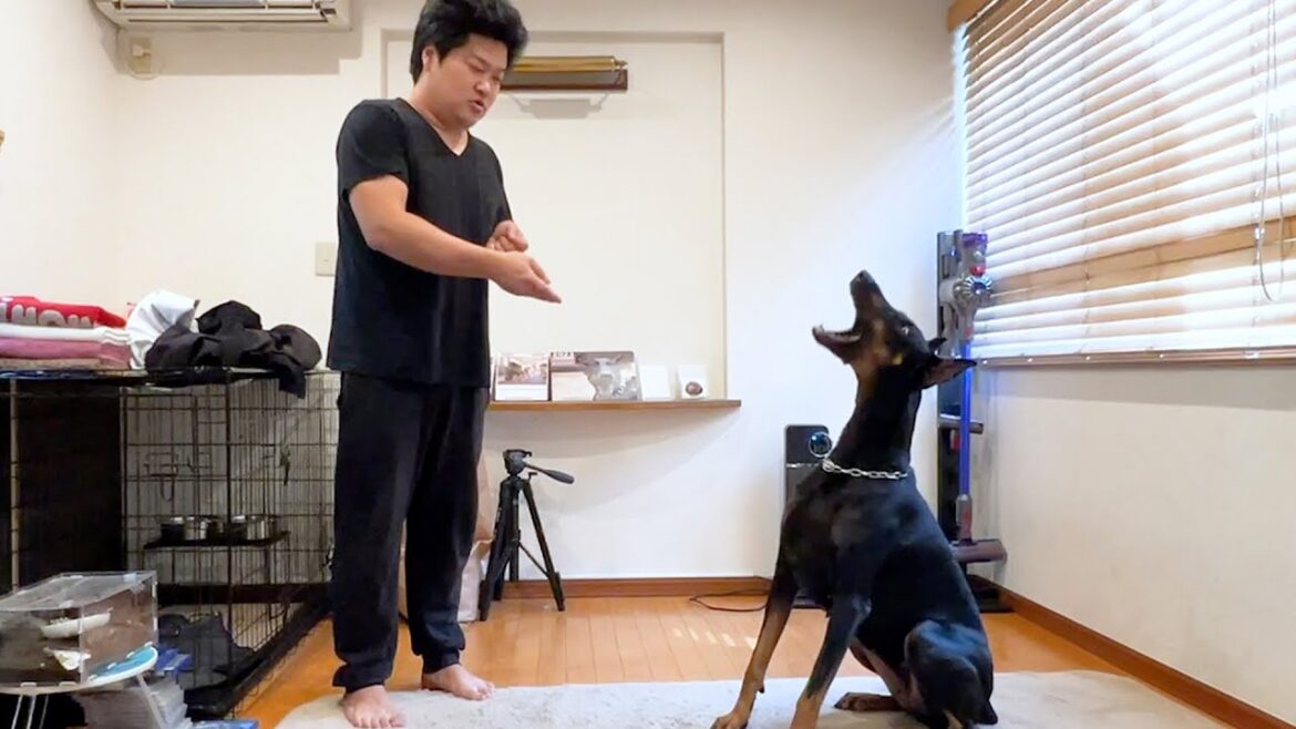 ドーベルマンの声量をコントロールする飼い主
