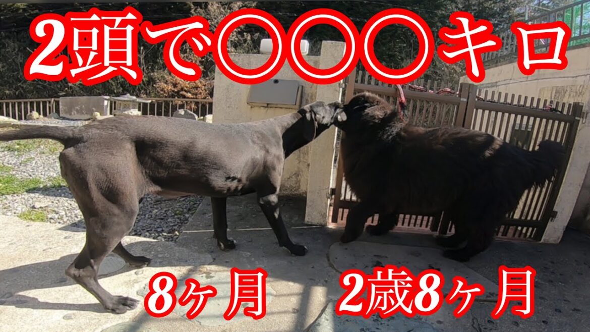 愛犬が重すぎる😂ww 超大型犬 ニューファンドランド グレートデーン ハピー newfoundlanddog Great Danedog giantdog BOSS＆Queen 渡辺ボス