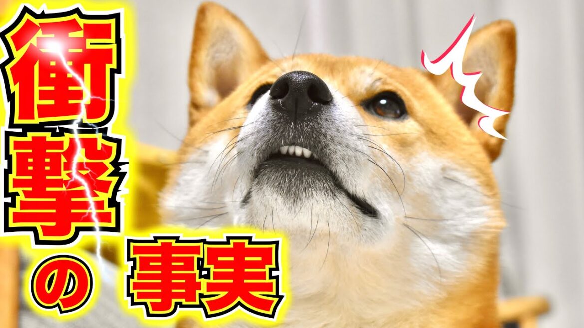 柴犬こむぎと猫のみちこさん【あるじのステップ】特別編inさがみ湖プレジャーフォレスト 柴犬こむぎと猫のみちこさん【あるじのステップ】特別編inさがみ湖プレジャーフォレスト