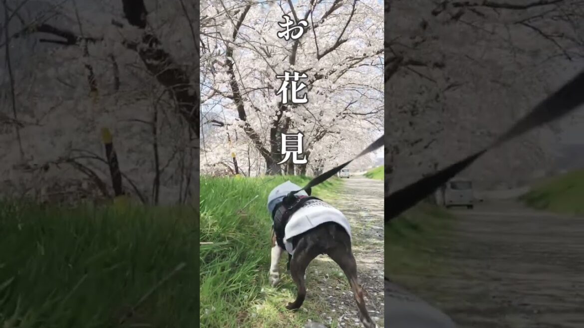 ボストンテリアきいろ