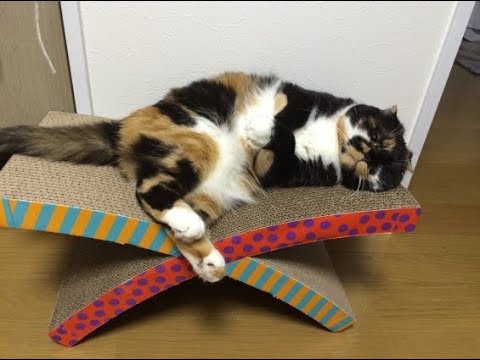 猫ちゃんによる可愛いポーズで癒されるんだにゃ♡~It is healed in cute pose by the cat. 猫ちゃんによる可愛いポーズで癒されるんだにゃ♡~It is healed in cute pose by the cat.