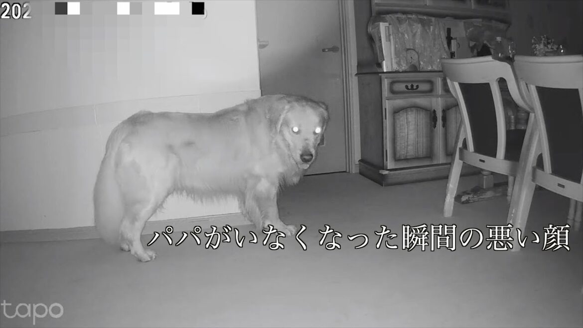 自分が悪いことをしてるのを自覚してる愛犬の行動 自分が悪いことをしてるのを自覚してる愛犬の行動