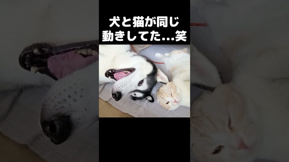 犬と猫が同じ動きしててかわいい...#猫 #cat
