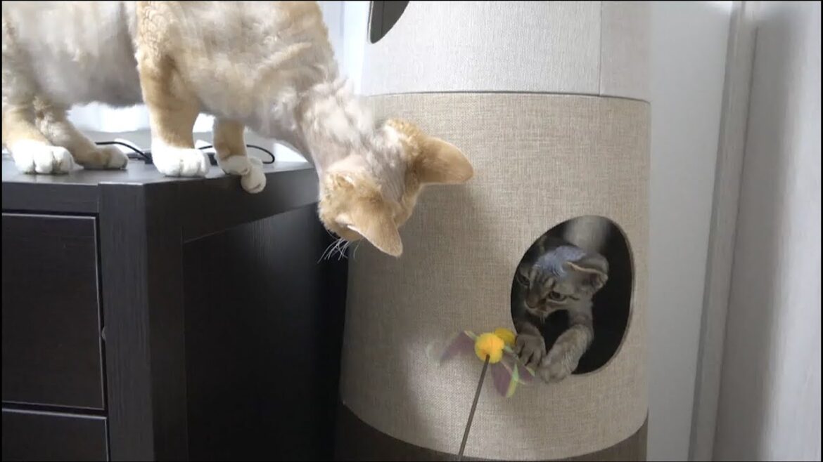 三階建てのお家で遊ぶデボンレックス猫兄弟です。(Devon Rex brothers playing in a three-story house)