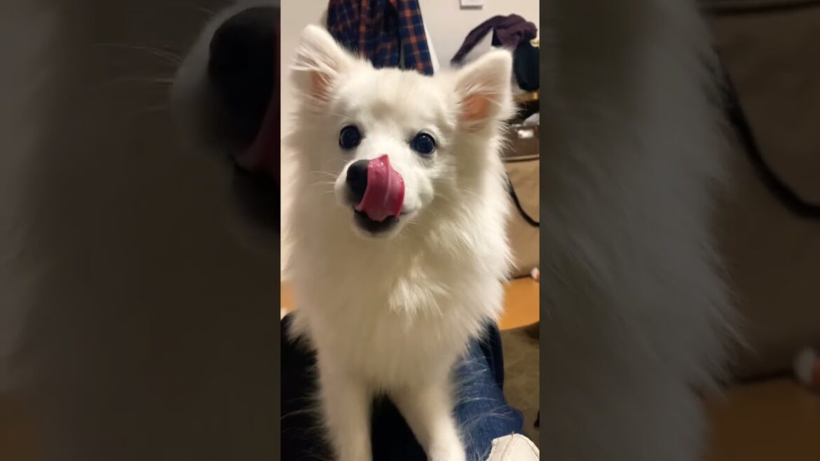1歳になったスピッツのどアップを映すだけの動画　#shorts