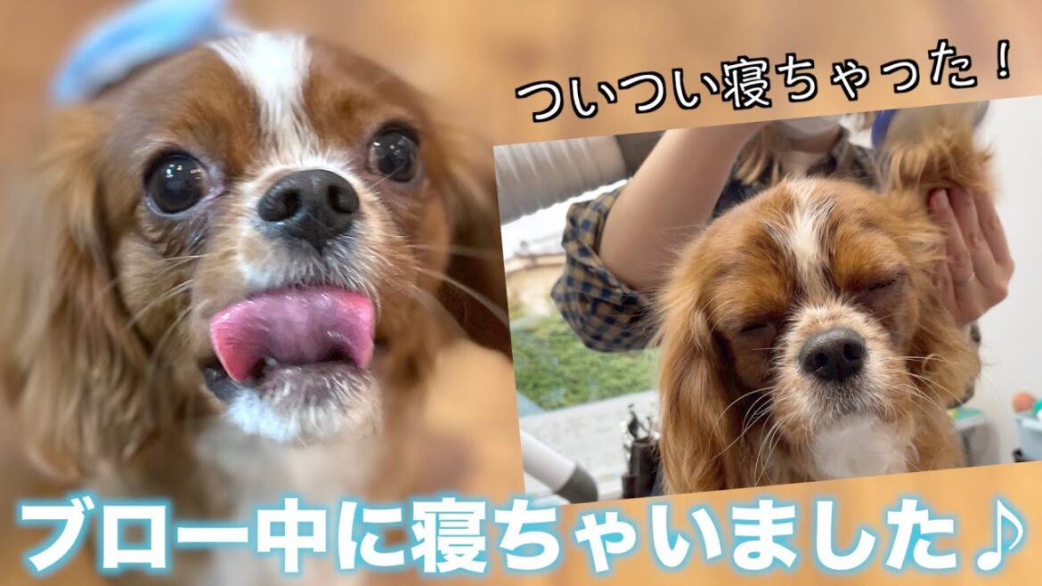 ブロー中に寝ちゃいました♪キャバリア・キング・チャールズ・スパニエル「チョコくん」2021年3月20日(土)