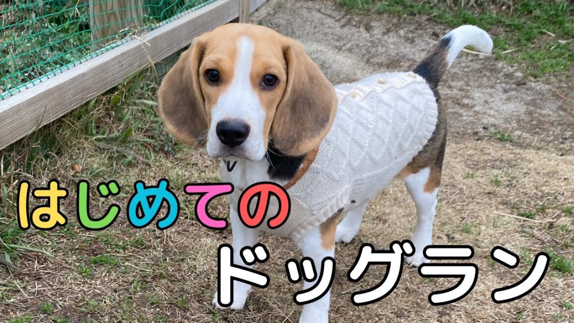 【ビーグル 子犬】はじめてのドッグラン in糸島ファームリゾート | First dog run 【ビーグル 子犬】はじめてのドッグラン in糸島ファームリゾート | First dog run