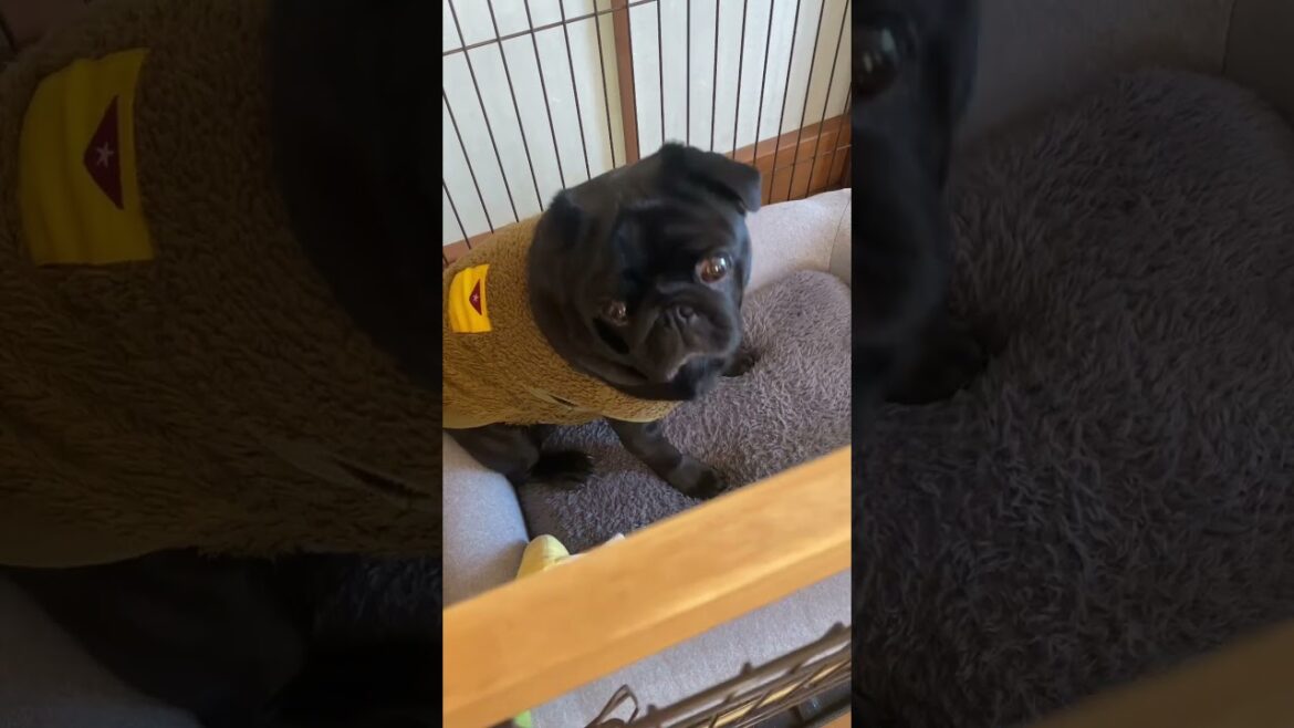 愛犬の黒パグがかわいい!! The black pug of the pet dog is cute!