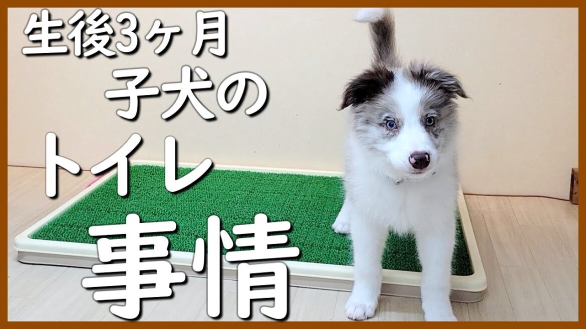 子犬のトイレ成功にはやっぱりこれ‼😆【ボーダーコリー】