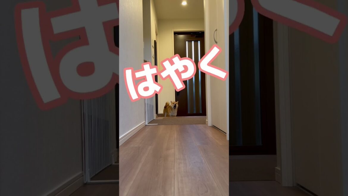 とうとう人間並みにハッキリと喋るようになった柴犬　#柴犬