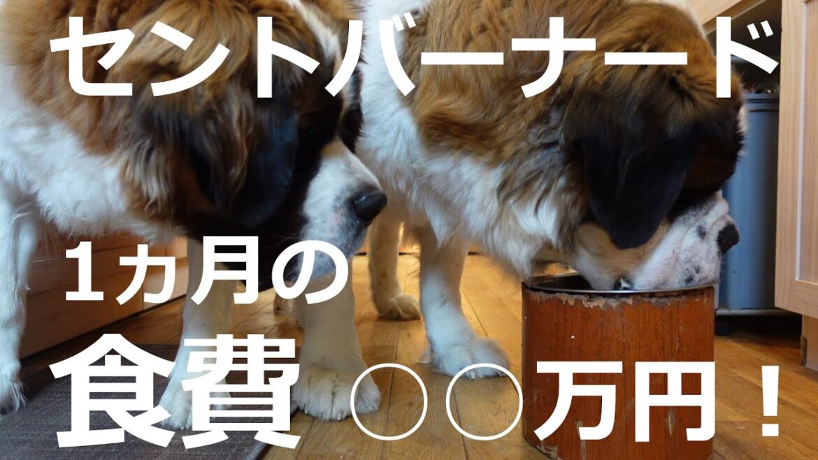 【超大型犬セントバーナードの食費!】朝食と夕食と食費公開!Food for a very large dog, St. Bernard! Breakfast, 【超大型犬セントバーナードの食費!】朝食と夕食と食費公開!Food for a very large dog, St. Bernard! Breakfast,