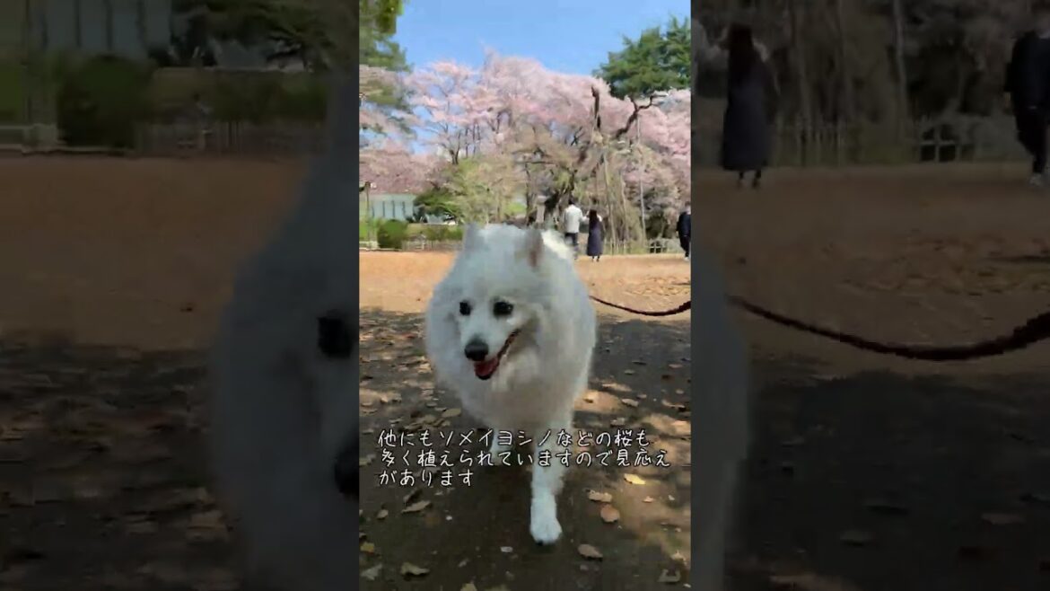 愛犬とお花見 樹齢400年の枝垂れ桜が圧巻 真間山 弘法寺 千葉県市川市【日本スピッツ】 #shorts