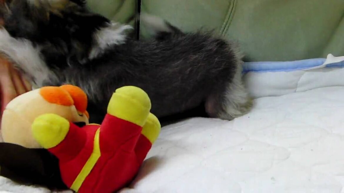 チャイニーズクレステッドドッグの子犬2010.01.28