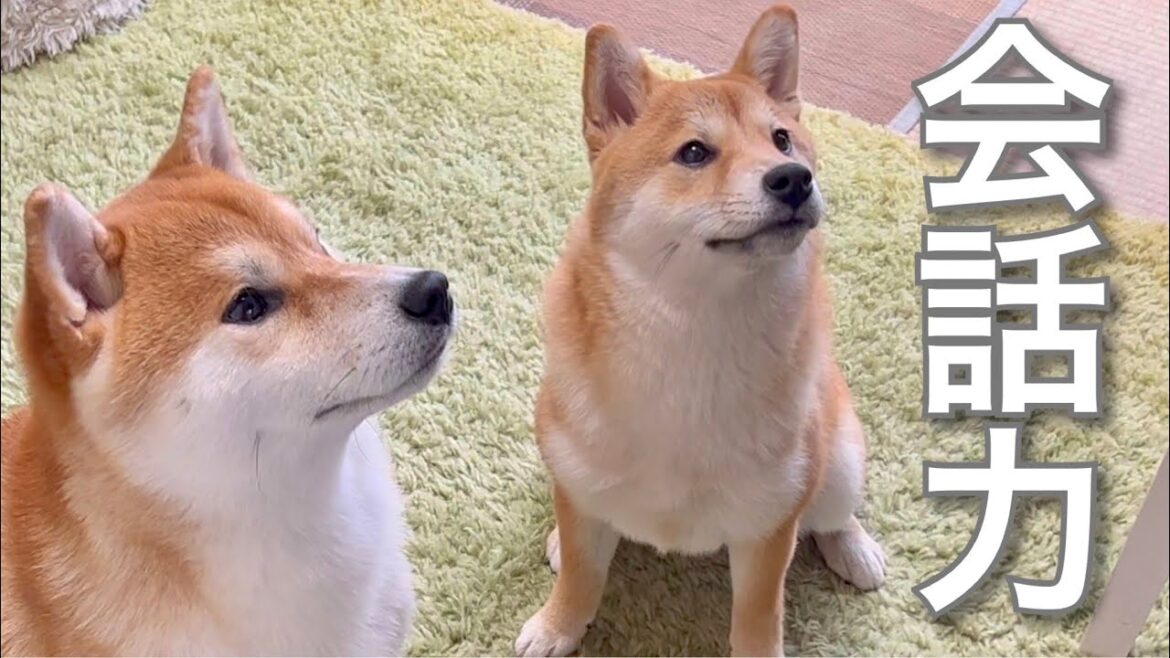 チンベルを鳴らし、喋る兄の柴犬を見て成長した妹の豆柴はこうなる チンベルを鳴らし、喋る兄の柴犬を見て成長した妹の豆柴はこうなる