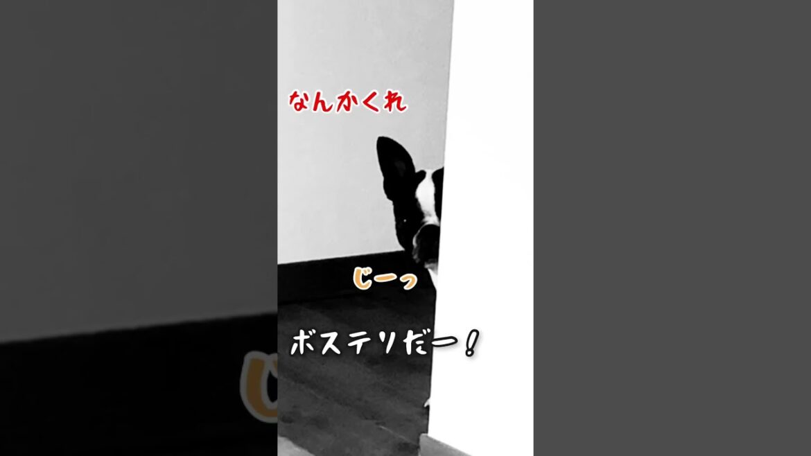 愛犬あるある〜気付くと背後に熱視線〜ボストンテリアきいろさん【ボステリ】