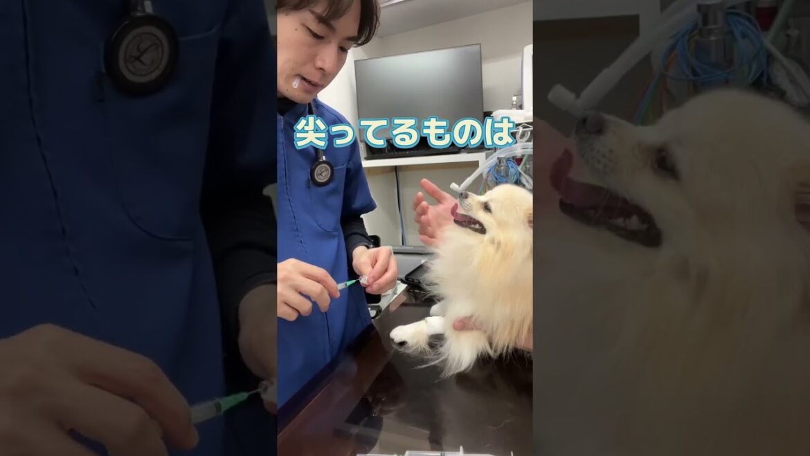 菜箸を誤食したポメラニアンが動物病院にやって来た！