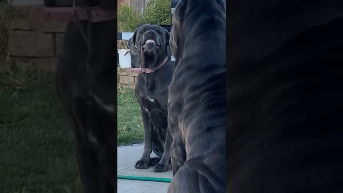 look this face 😈 omg 😱#shorts #canecorso #pitbull #dog #doberman #trending #001