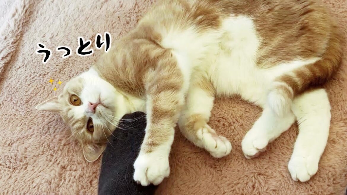 猫がマタタビよりも夢中になっちゃう不思議なパパタビ！？　707話