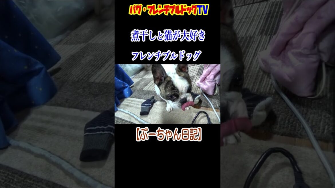 「煮干し」と「ネコ」が大好きなフレンチブルドッグ　『ぶーちゃん日記』