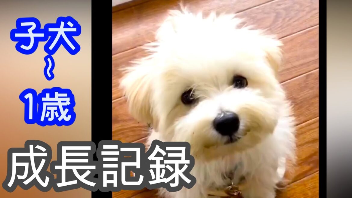 子犬が大人になるまでの成長記録【マルチーズ✖️チワワ】【ミックス】【チワマル】【マルチワ】