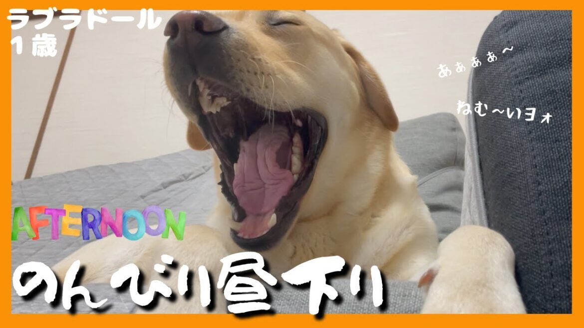 【ラブラドールレトリーバー】大型犬１歳　のんびり昼下り　豪快なアクビを一発