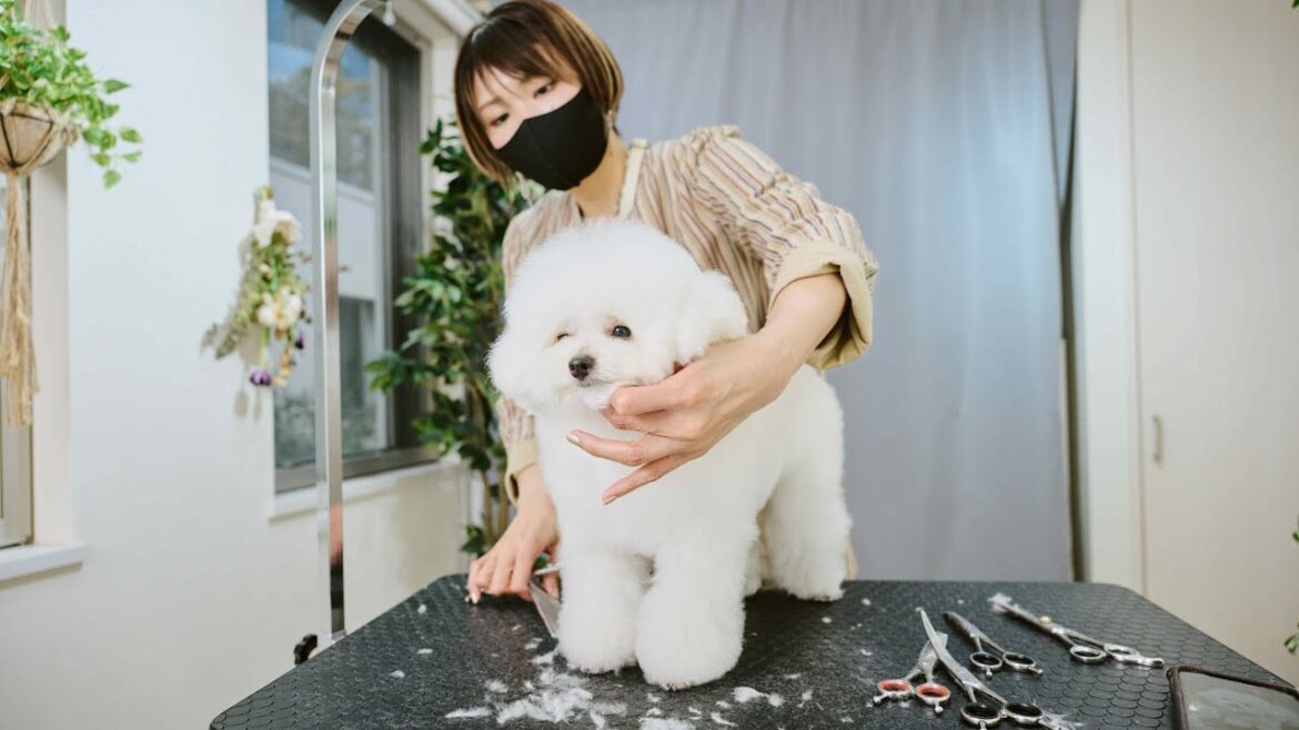 最高に可愛すぎるモコモコビションプーがふわふわになります。