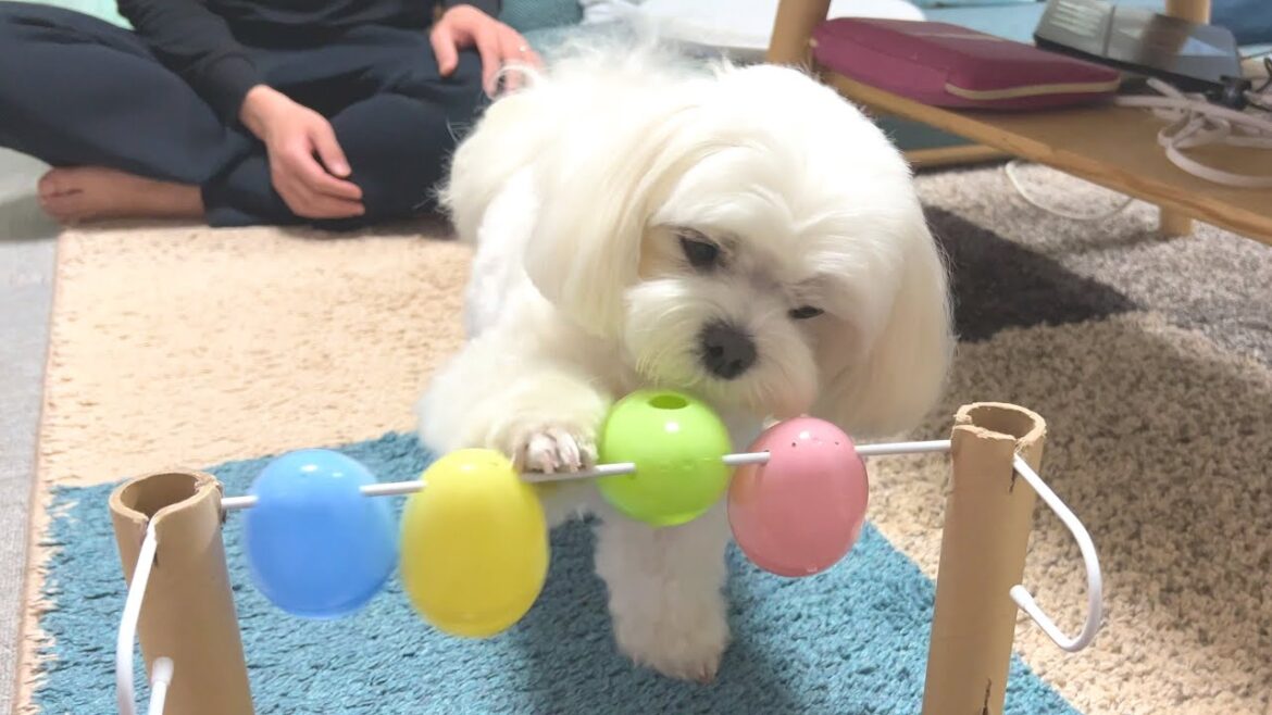 100均のアイテムだけで作った知育おもちゃに夢中な犬が可愛すぎた【マルチーズ】