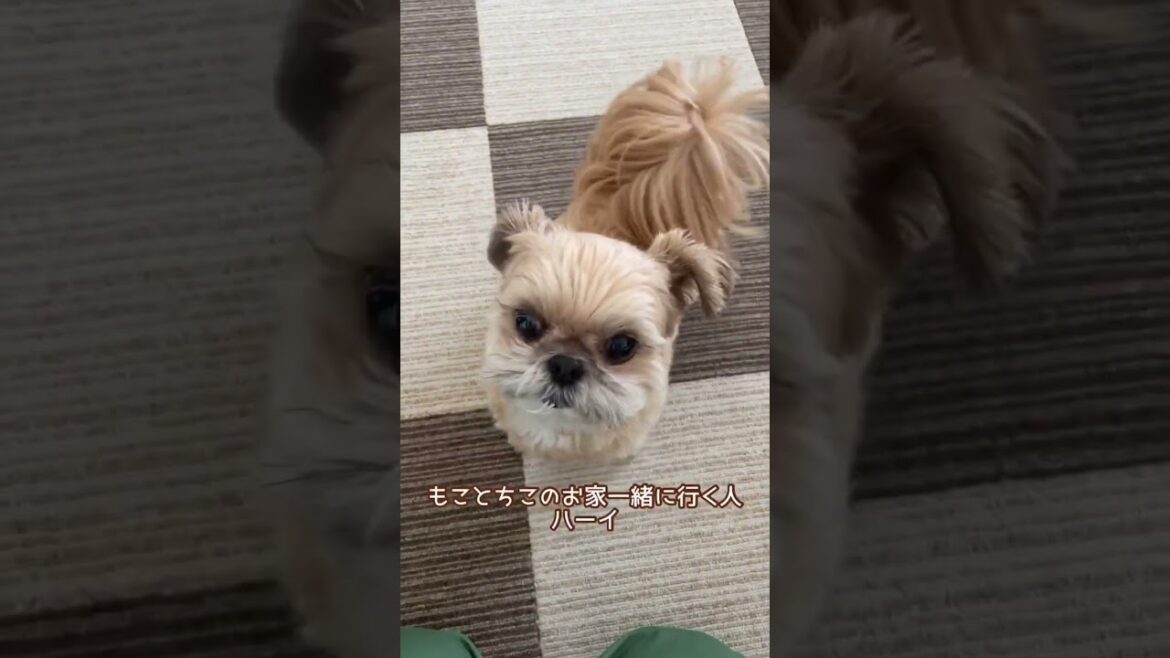 準備万端！一緒にお出かけしたい子犬 チワワ×シーズー #shorts