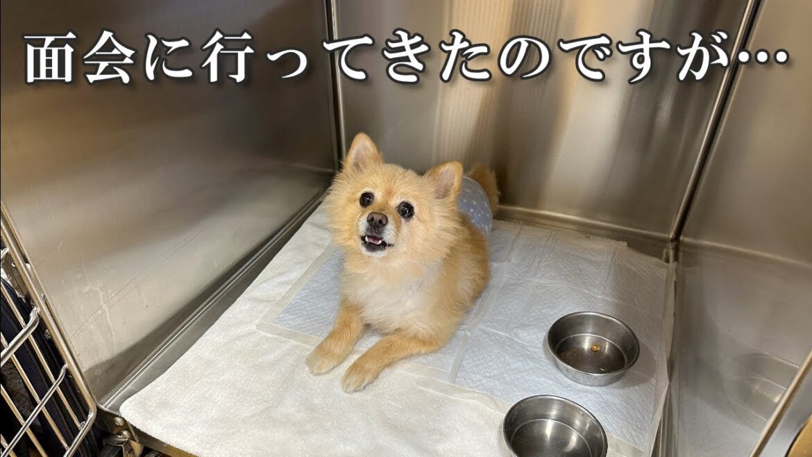 【経過報告】手術後、初めて面会に行ってきたのですが…