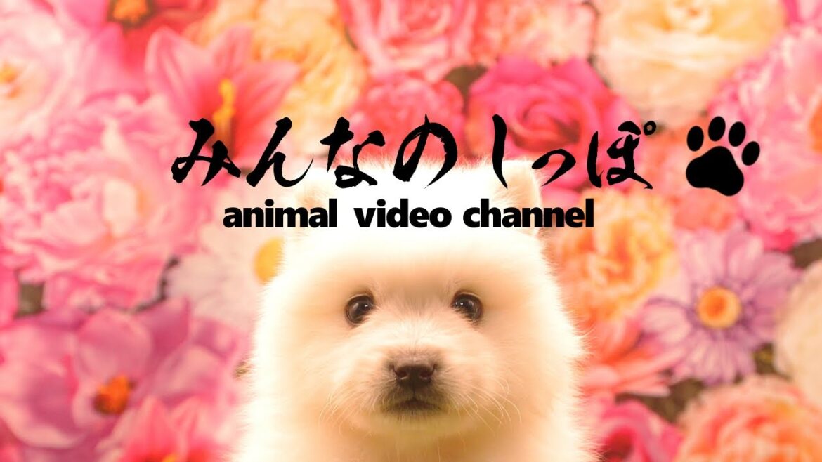 みんなのしっぽ#30子犬動画【日本スピッツ】（ Best Dog Videos - Japanese Spitz ）