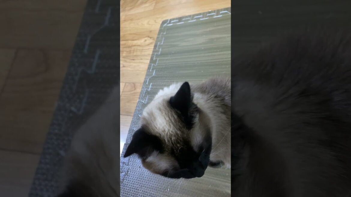 【2023.03.28】今日のシャム猫のふくさん（音無し）【たぬき猫】 #Shorts