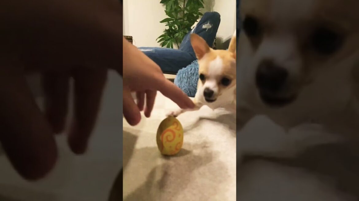 チワワの動きをスローにしてみた #スムースコート #dog #chihuahua #スムースチワワ #スムチー #チワワ #shorts